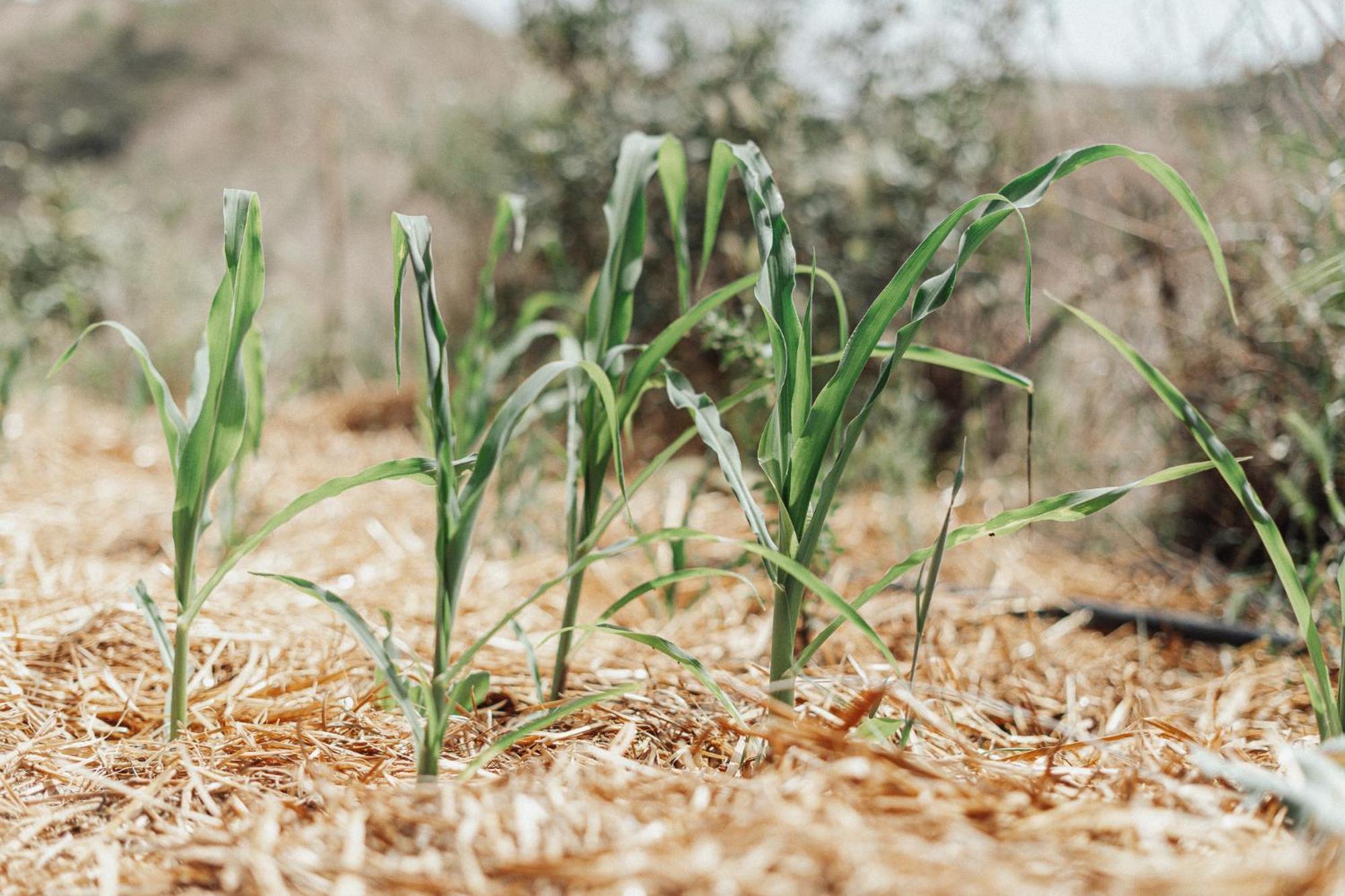 Séjour à la campagne Nature Maitreya Lorca (Murcia)